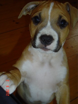 daisy