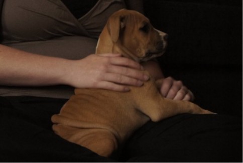 daisy