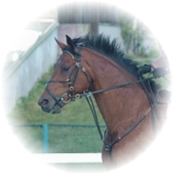 sulo