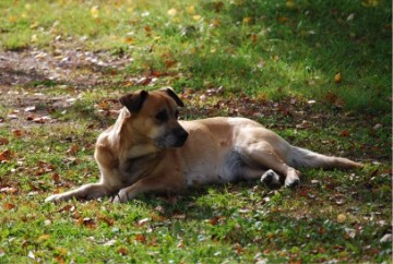 xena